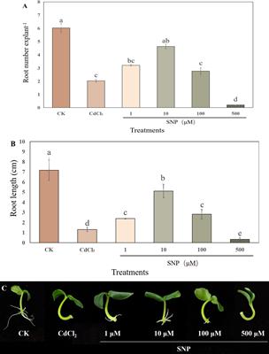 Nitric oxide promotes adventitious root formation in cucumber under cadmium stress through improving antioxidant system, regulating glycolysis pathway and polyamine homeostasis